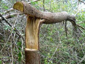 kbr park banjara hills sandalwood five tree smugglers police